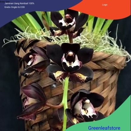 TERLARIS ANGGREK CYMBIDIUM HITAM BERBUNGA WANGI (kiwi midnight)