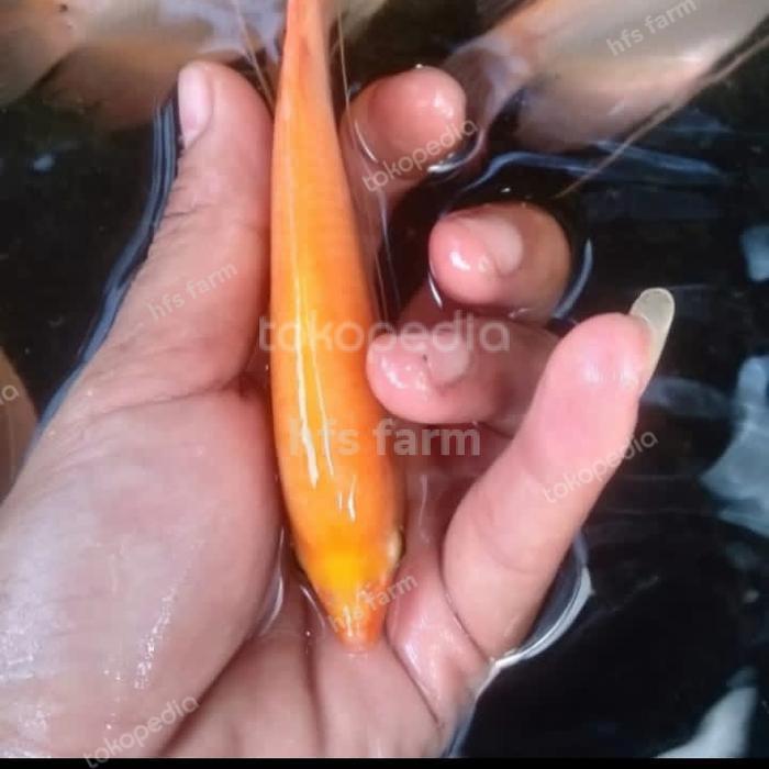 Ready bibit gurame padang ukuran super