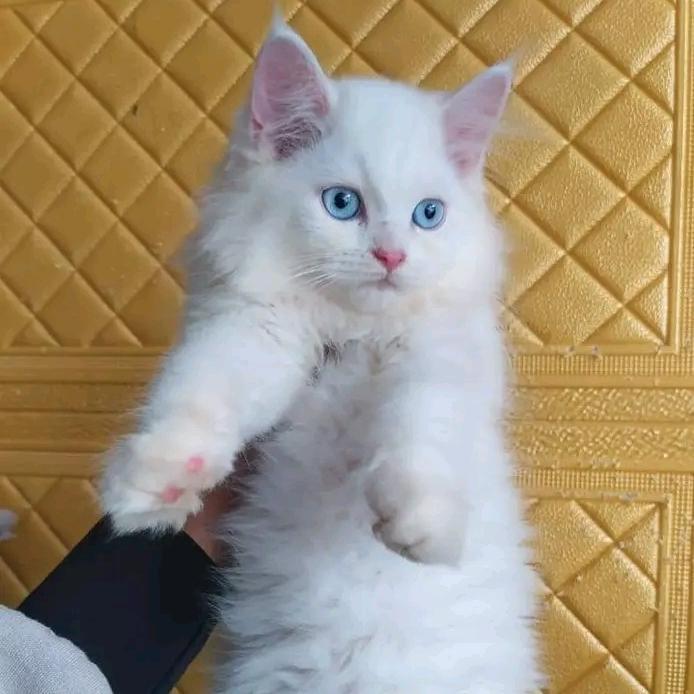 kucing Persia maincone mata biru
