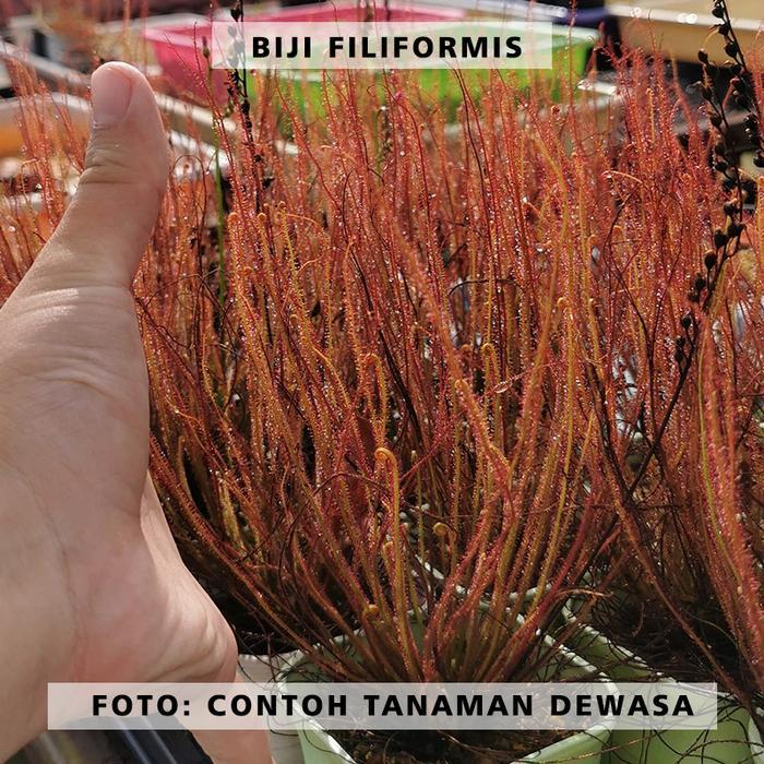 Ready Biji Drosera | Biji Tanaman Drosera | Biji Tanaman Karnivora - SESSILIFOLIA, 10 BIJI