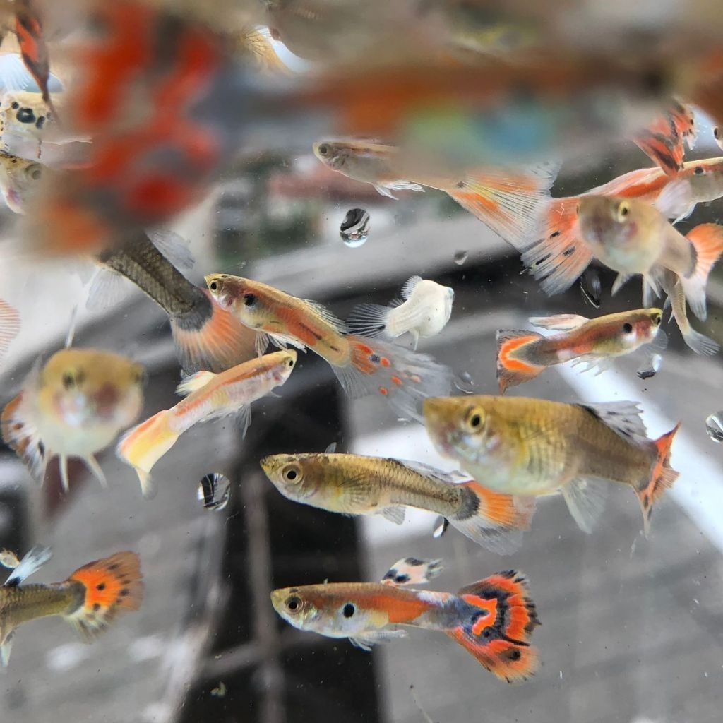 Guppy Cendol Random Campuran | Hiasan Aquarium | Hiasan Aquascape | Hiasan | Ikan Cantik / IKAN HIAS