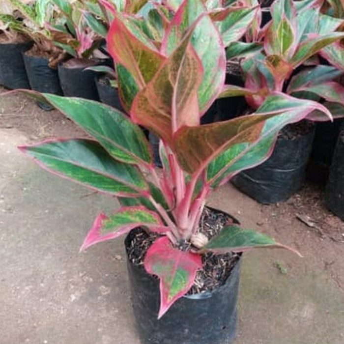 tanaman hias lipstik - aglonema lipstik - aglo lipstik