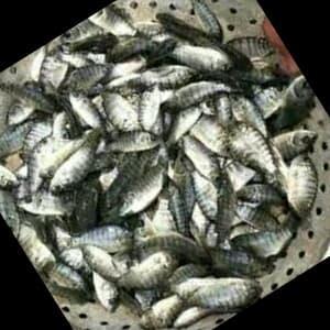 Ready Paket 50 ekor Benih Ikan Nila Black Prima /  Nirwana