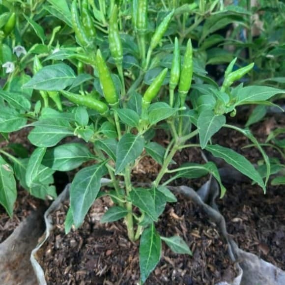 Bibit Tanaman Cabe / Bibit Cabe Rawit Setan Siap Tanam - Pohon Cabe Rawit Setan