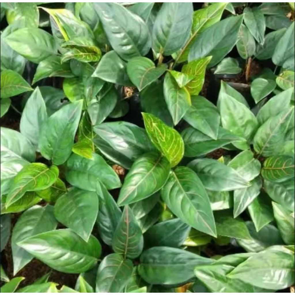 aglonema rotundum tiger dewasa aglonema dewasa murah, promo