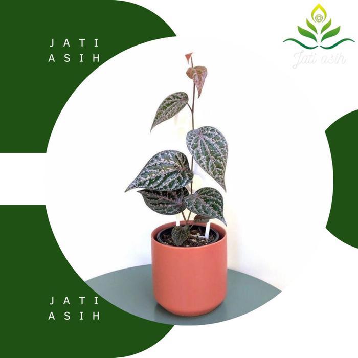 Tanaman Herbal Pohon Sirih Merah Daun Sirih Merah Tumbuhan hidup Daun