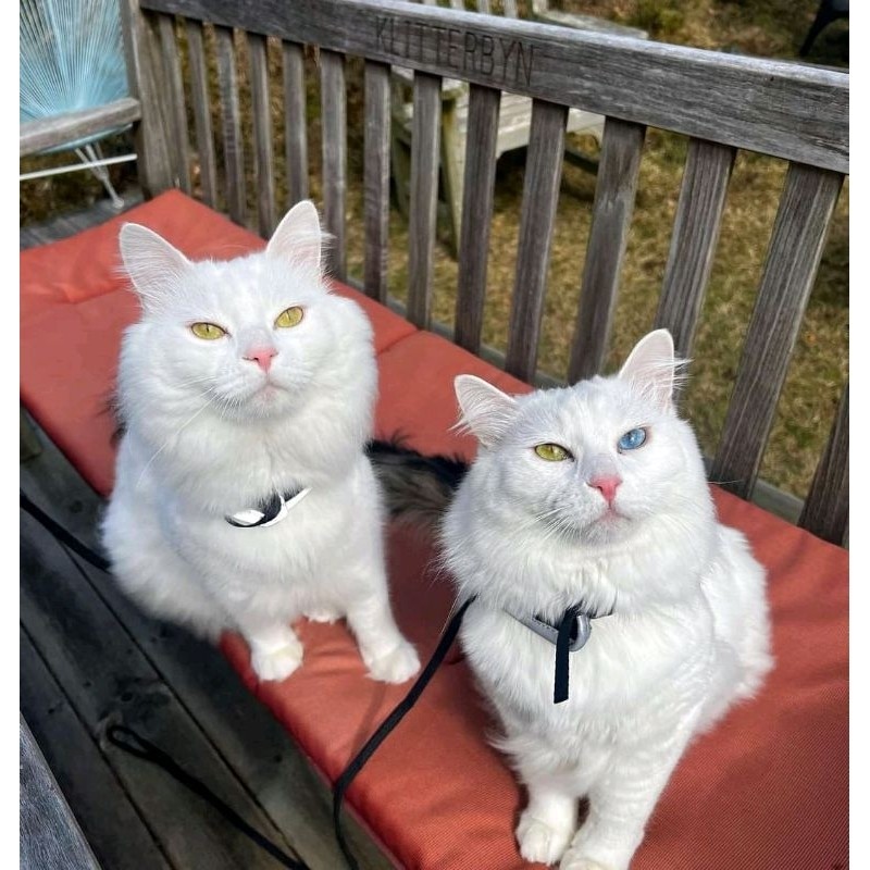kucing Persia Bulu kapas murah super Gembul khusus persia warna putih. kucingpersia/kucinganggora/an
