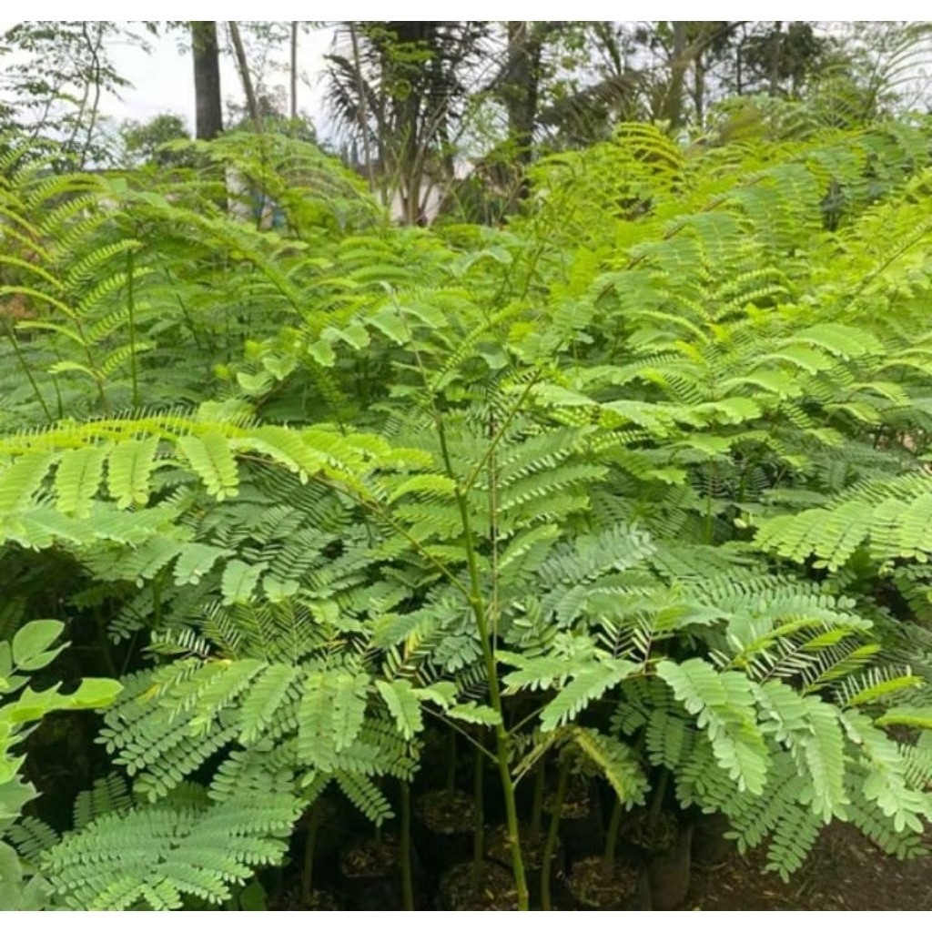 Tanaman Pakis Brazil / Solobium rimbun tanaman solobium pakis brazil