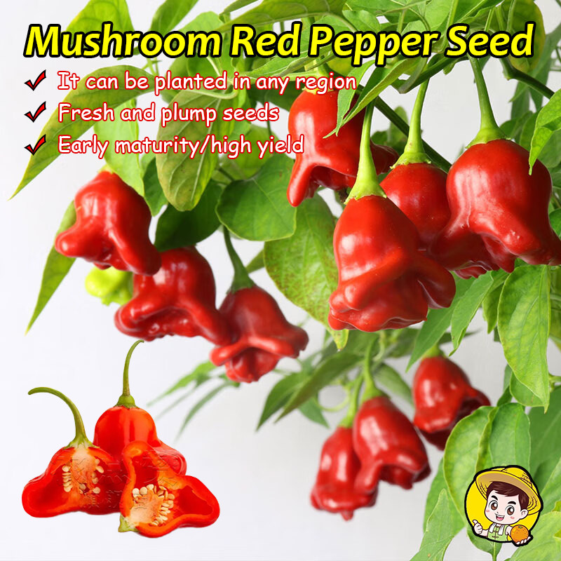(Fast Growing 100 Seed) 100% Fresh Organic Jamaican Chili Pepper Seeds Rare Red Hot Pepper Seeds Org