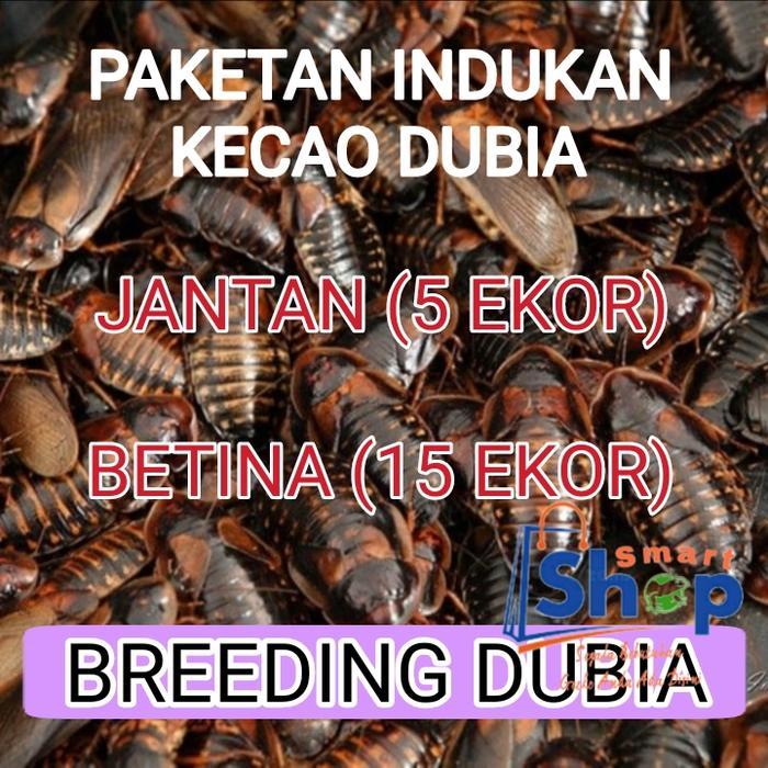 Paketan indukan Kecoa Dubia siap ternak 5 jantan ekor dan betina 15 ekor / Pakan hewan / Makanan hew