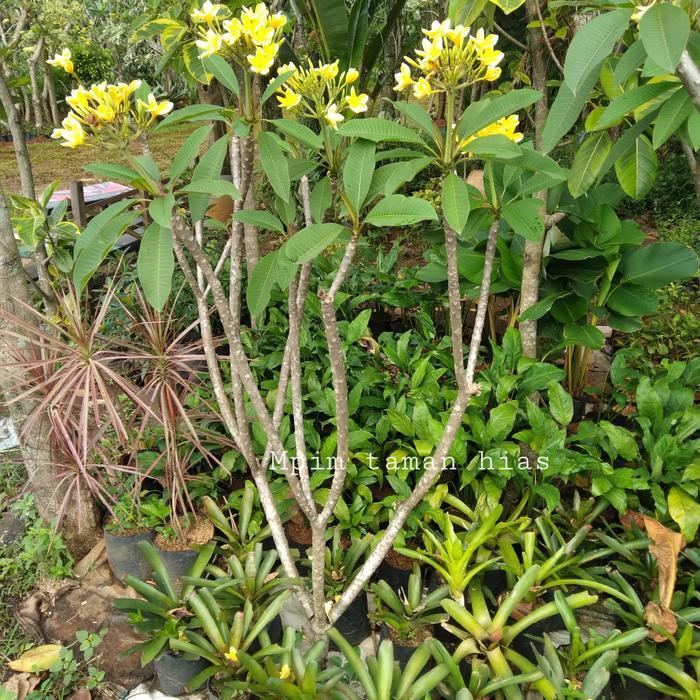 Pohon Bunga Kamboja Bali, Bunga Kuning. Tinggi 1,5 Meter.