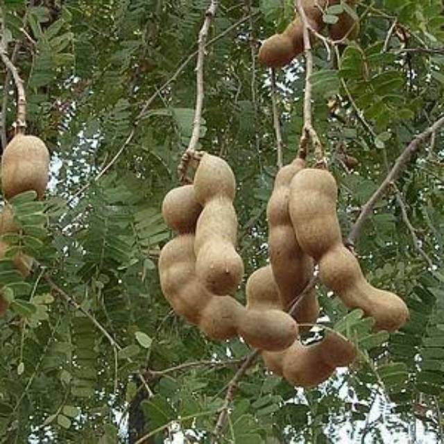 Asam jawa muda# sayur asam#asam rujak segar.#100g.