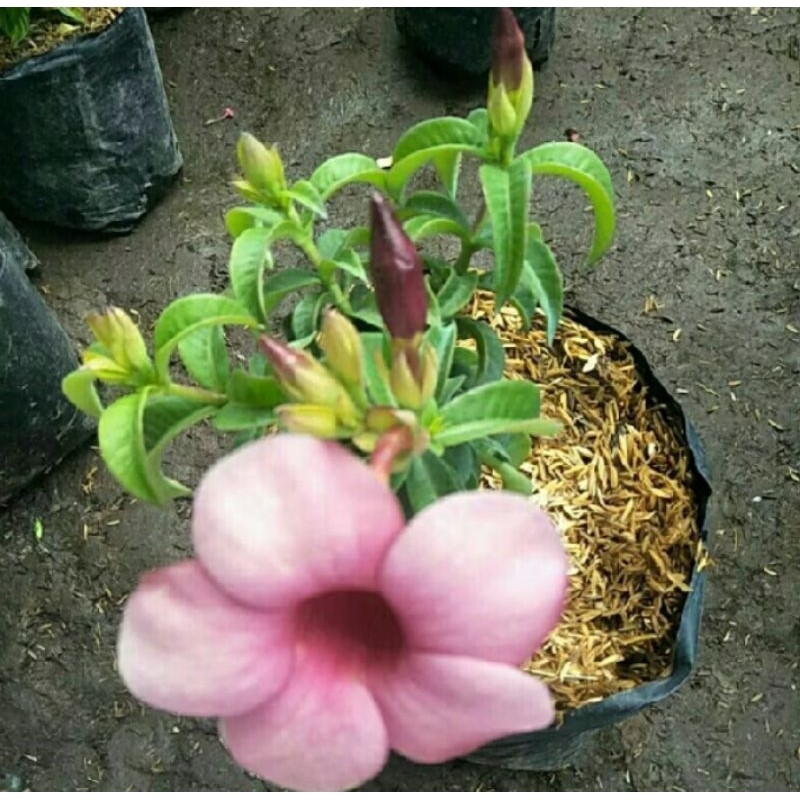 Tanaman bunga Alamanda pink / pohon alamanda bunga pink
