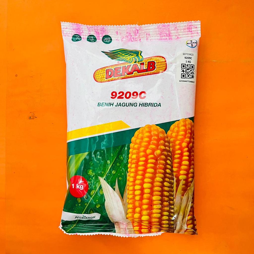 Benih jagung hibrida DEKALB 9209C dekalb 771 batang kokoh isi 1kg dari ACCELERON