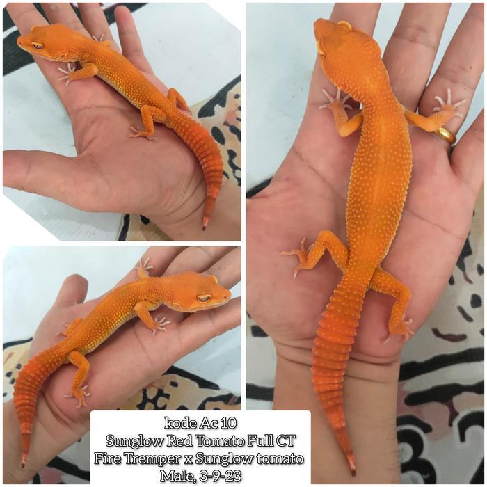 Leopard Gecko Sunglow Tomatto Red Line Juve Male