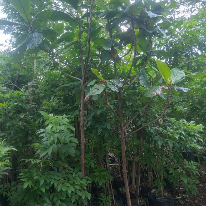 Pohon ketapang laut//ketapang kebo