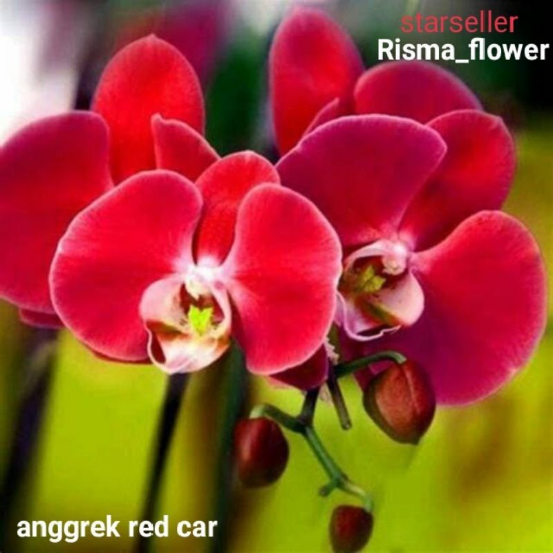 ANGGREK DENDROBIUM SPIKE/KNOP RED CAR REMAJA