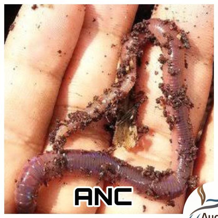 Cacing Tanah Kalung ANC Lumbricus Hidup Umpan Pancing Pakan Ikan 500gr - ANC Merah, 250gr