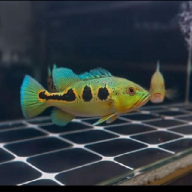 Pbass Orinoco pibas tamkmate 7 cm pelet