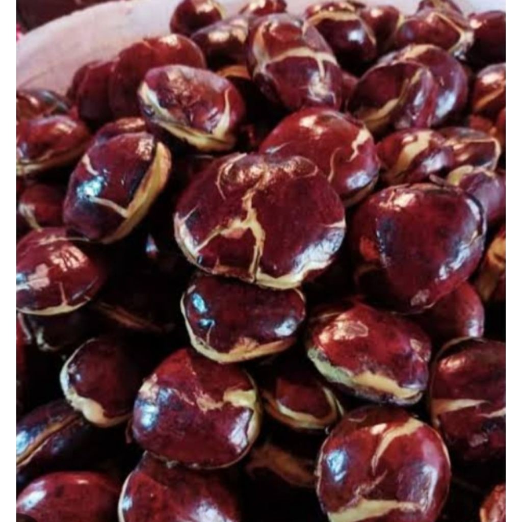 Jengkol Tua Mentah Super Besar 1kg Pulen