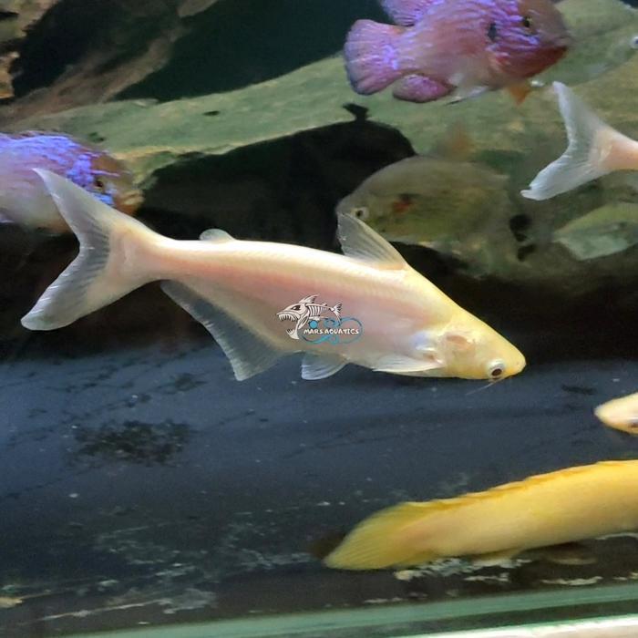 Ready IKAN HIAS PATIN ALBINO SDG