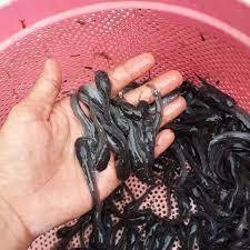 Bibit lele ukuran 5 - 6 cm per 500 ekor di bandung / bibit ikan di bandung