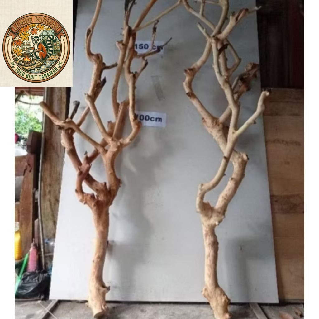 ranting pohon kayu bercabang tinggi 150cm