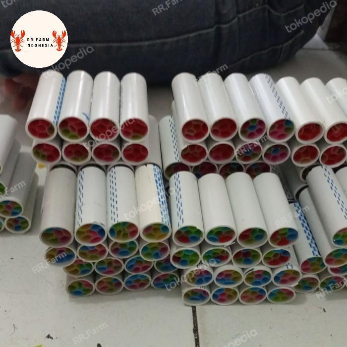 shelter burayak/bibit lobster air tawar