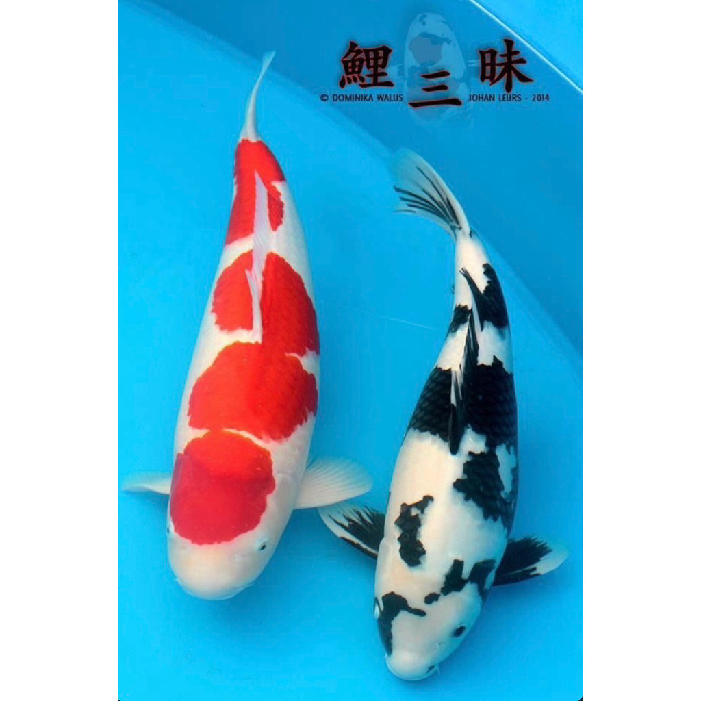 PROMO MURAH Ready Koi Shiro Antikan Size 20-25Cm Super Berquality / Blitar Grade A
