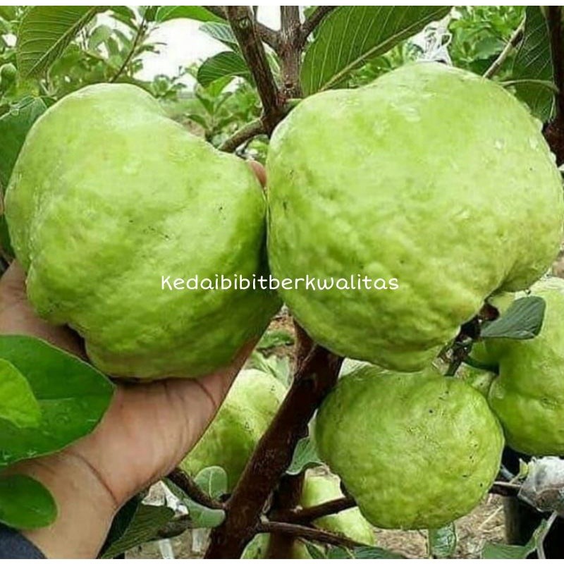 Bibit Jambu Bangkok Thailand non biji