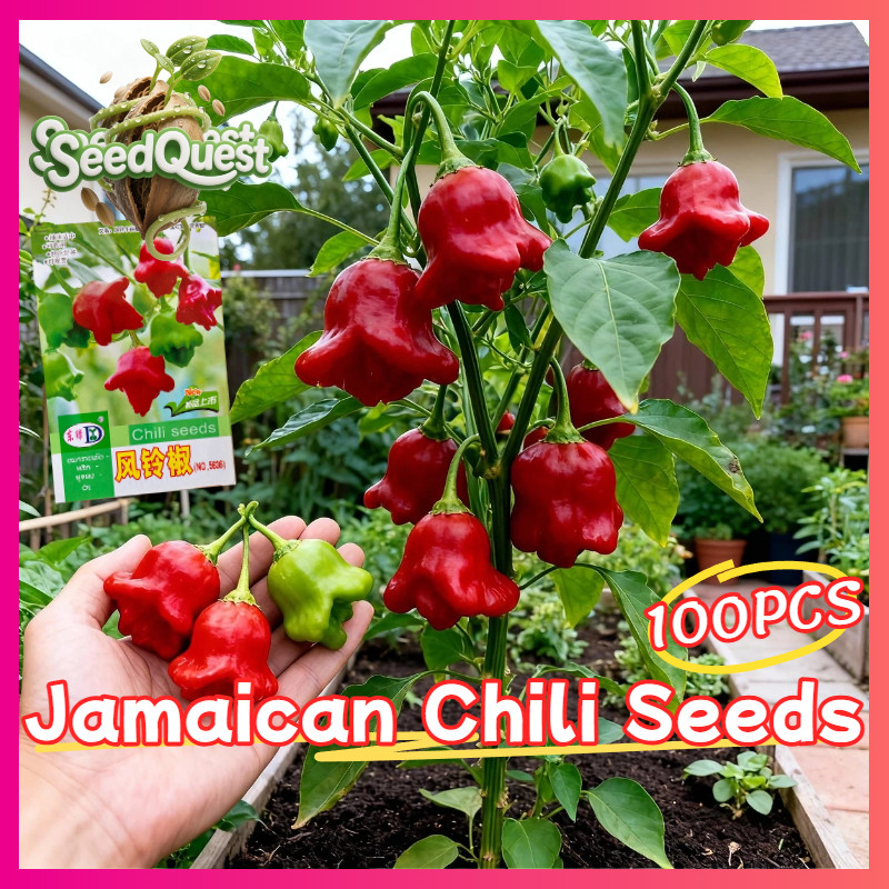 100pcs/pack High Yield Jamaican Chili Pepper Seeds for Planting Vegetables Plants Edible Scotch Bonn