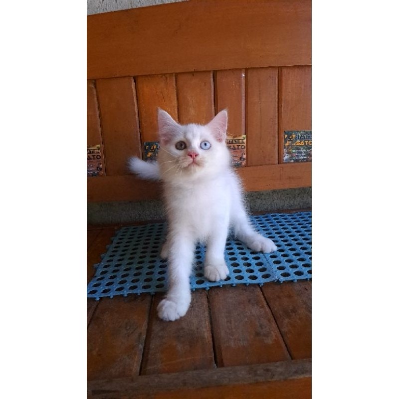 Kucing Kitten Persia Medium Odd Eyes