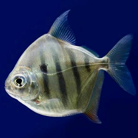 Ready IKAN HIAS METYNNIS FASCIATUS DOLLAR