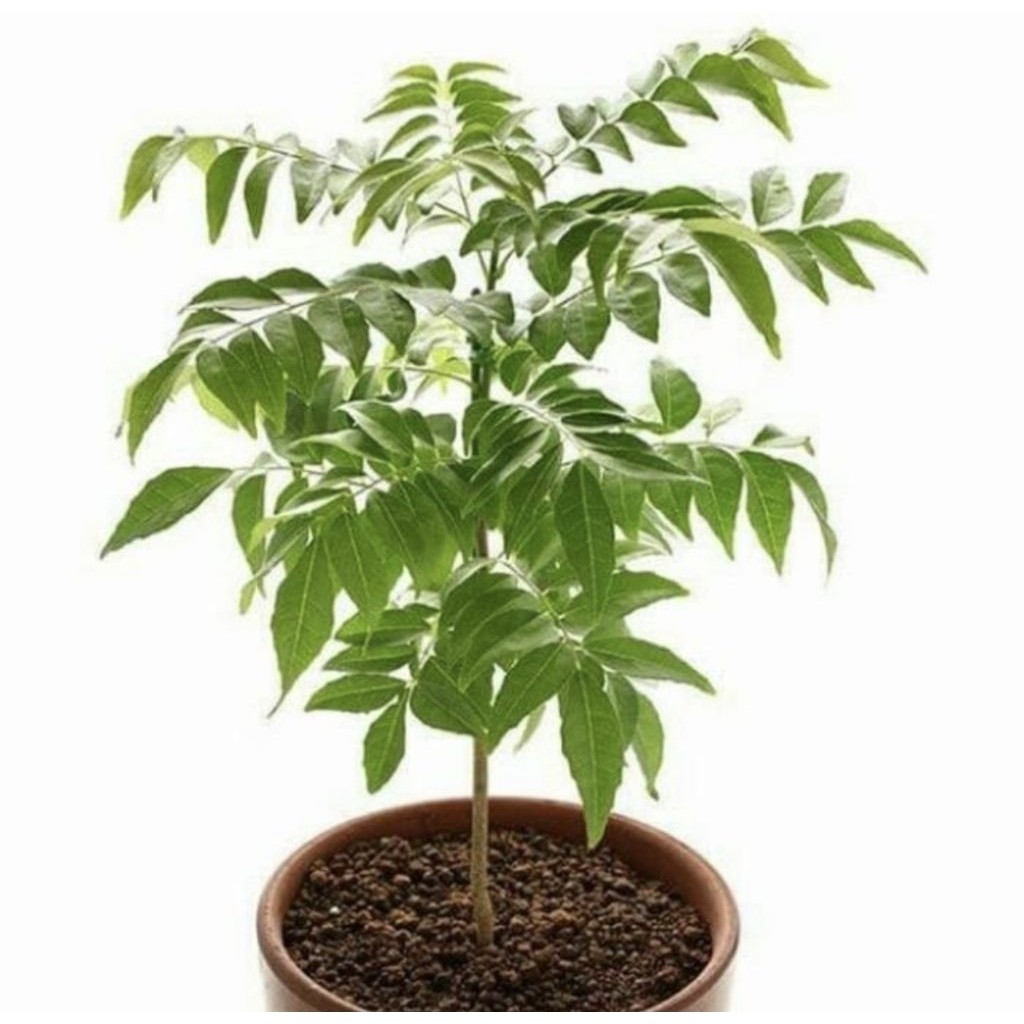 Pohon Salam Koja / Pohon Kari Bibit Tanaman Pohon Daun Salam Koja