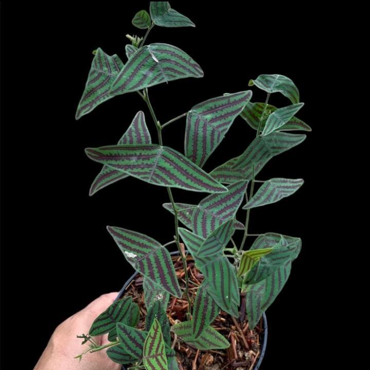 Tanaman hias kupu- kupu Oxalis - tanam hias kupu-kupu