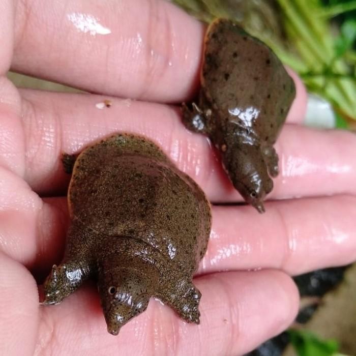 Labi Labi / Bulus Baby / Trionychidae