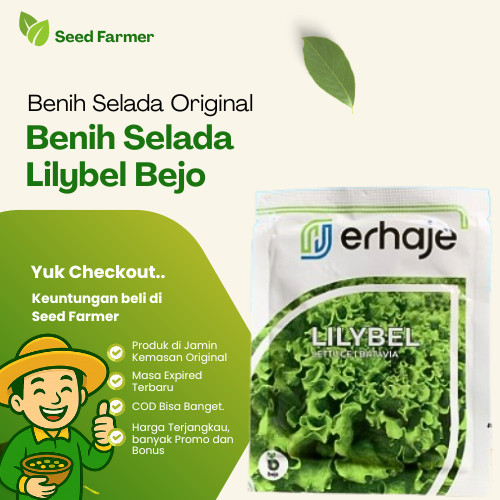 Benih Bibit Selada Batavia Lilybel 1000 Bejo Seed Pills Selada Hijau Keriting Original Pabrik