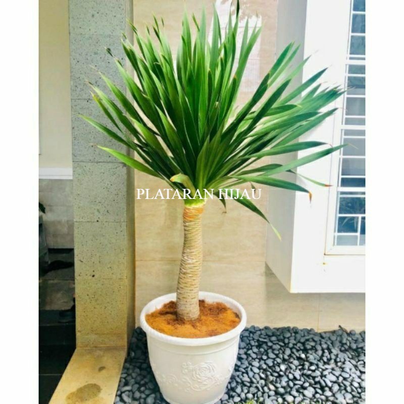 pohon pandan Bali ukuran 40cm -60 cm tanaman hias hidup
