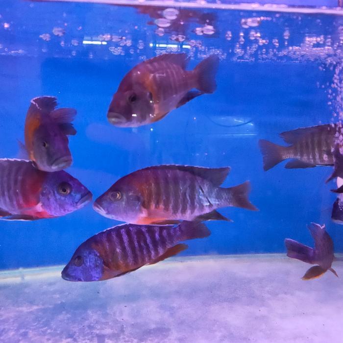 Ready IKAN HIAS IKAN RED FLUSH CICHLID BIG SIZE