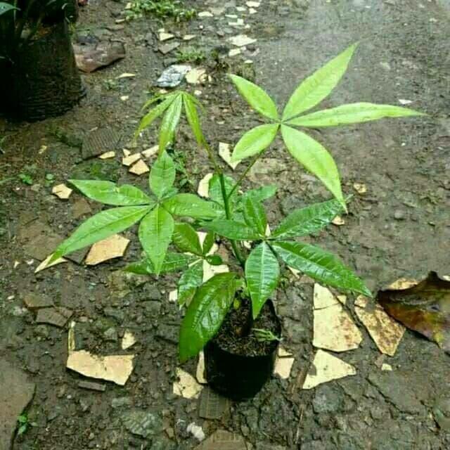 tanaman hias pohon pacira/bibit tanaman pacira