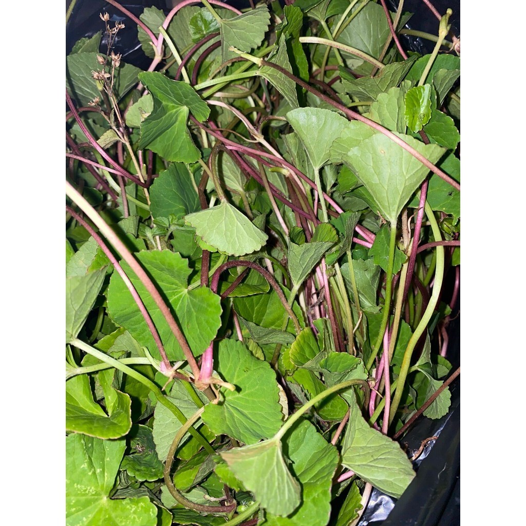 Daun Pegagan Merah 250 gram Antanan Merah asli segar PRES
