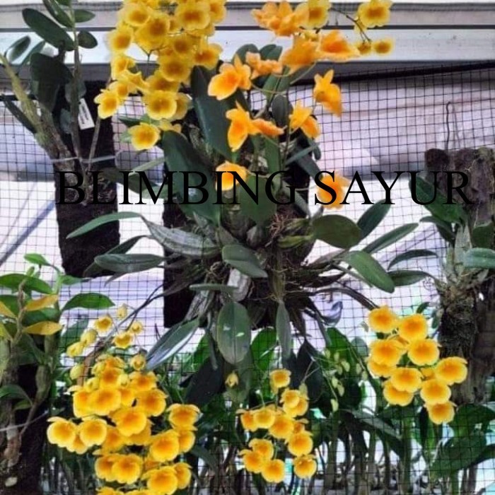 (PROMO MURAH) Anggrek Dendrobium Agregatum Dewasa 20-25cm Polibek