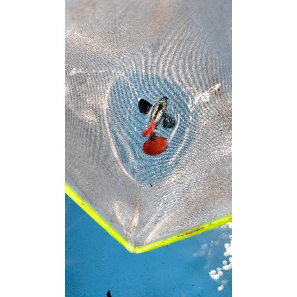 Guppy PRTDE / Guppy dumbo ear dewasa/indukan / Ikan Berkualitas