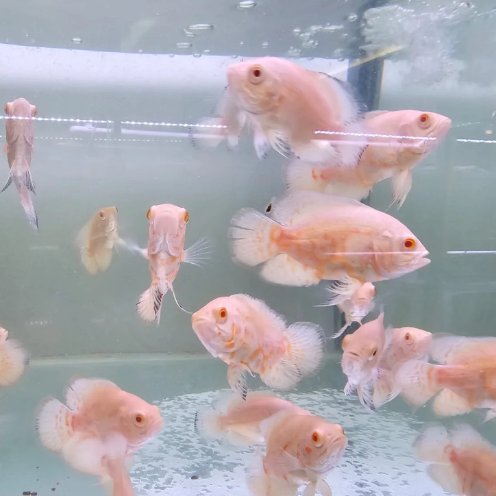PAKET ISI 4 OSCAR ALBINO TIGER / ikan oscar putih batik ukuran 6-8 cm ikan predator