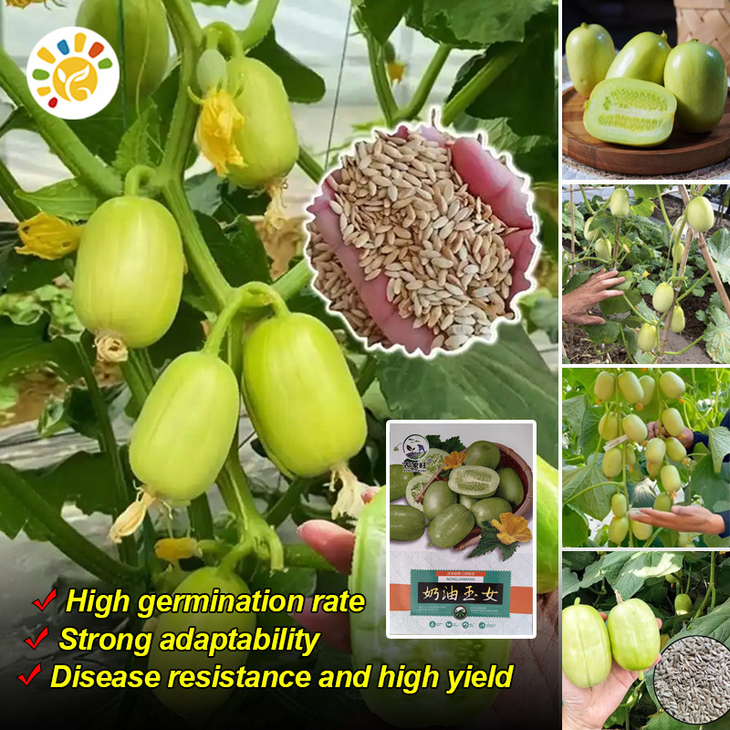 100 Seeds/pack High Quality Fresh Jade Girl Mini Cucumber Seeds (Fast Germination) Rare Dutch Baby C