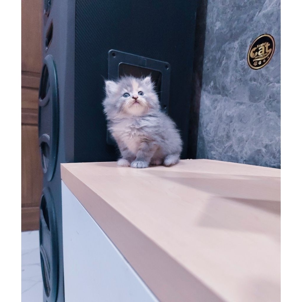 kucing persia muchkin longhair