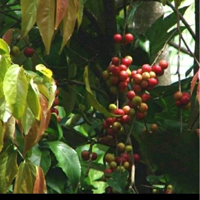 pohon buah lobi lobi. tinggi 2 meter
