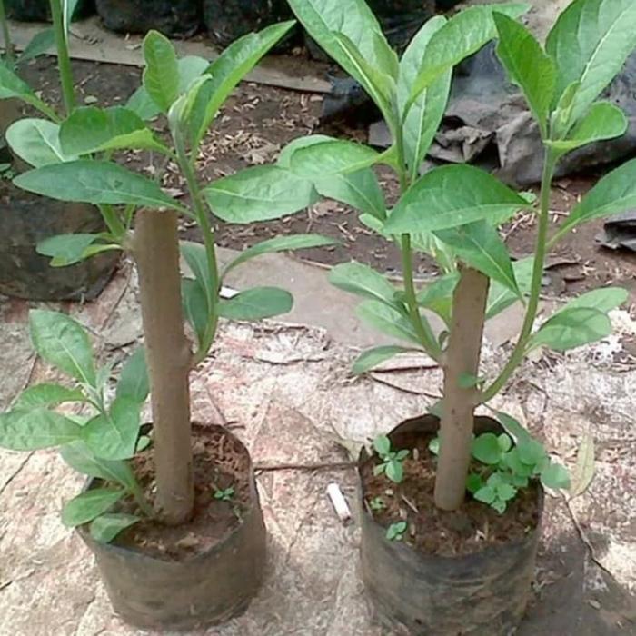 Bibit Tanaman Afrika Daun Afrika Pohon Afrika ...