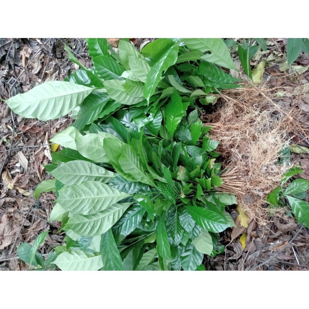 200 Batang Bibit Kopi Robusta Klon Bagio Pilihan