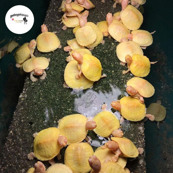 Hiasan Res Albino Baby Cb Lokal
